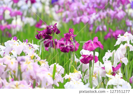 Horikiri Gion五顏六色的花蕾 Horikiri Gion五顏六色的花蕾 127351277