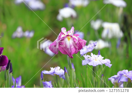 Horikiri Gion五顏六色的花蕾 Horikiri Gion五顏六色的花蕾 127351278