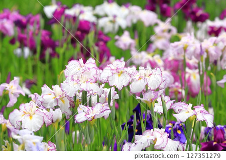 Horikiri Gion五顏六色的花蕾 Horikiri Gion五顏六色的花蕾 127351279
