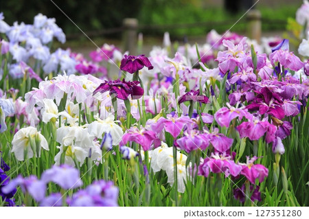 Horikiri Gion五顏六色的花蕾 Horikiri Gion五顏六色的花蕾 127351280