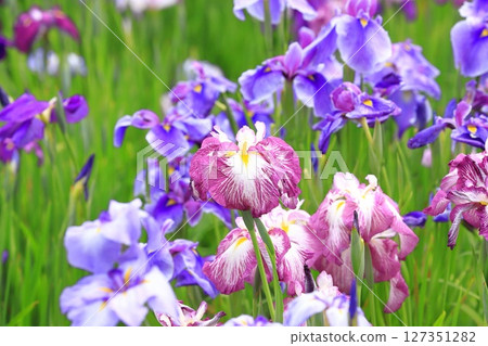 Horikiri Gion五顏六色的花蕾 Horikiri Gion五顏六色的花蕾 127351282