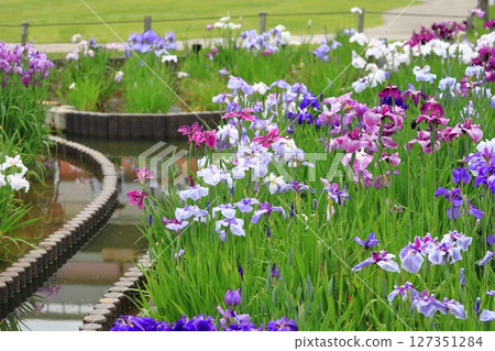 Horikiri Gion五顏六色的花蕾 Horikiri Gion五顏六色的花蕾 127351284