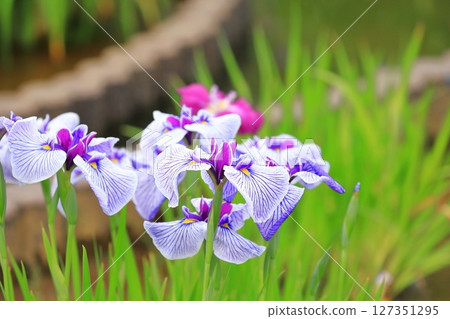 Horikiri Gion五顏六色的花蕾 127351295