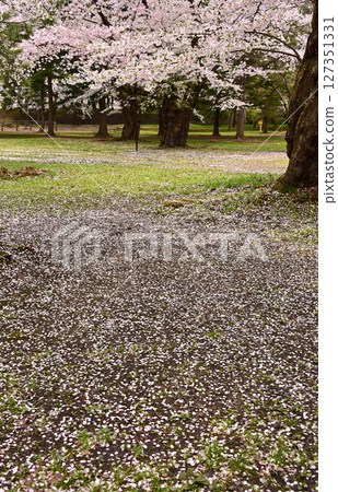 弘前公園的櫻花與落櫻之美 127351331