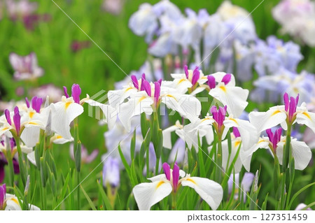 堀切菖蒲園:白色向日葵與彩色菖蒲 堀切菖蒲園:白色向日葵與彩色菖蒲 127351459