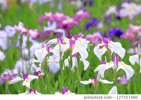 堀切菖蒲園：白色向日葵與彩色菖蒲 127351460