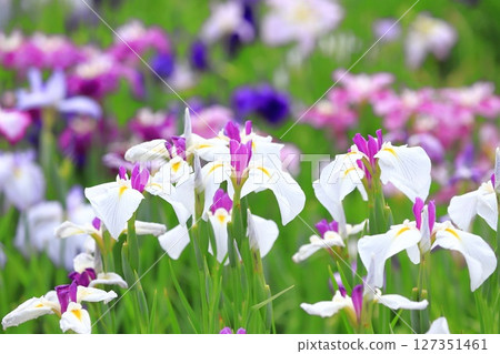 Horikiri Iris Garden: White sunflowers and colorful irises 127351461
