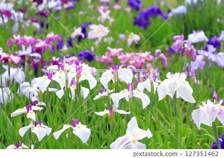 Horikiri Iris Garden: White sunflowers and colorful irises 127351462