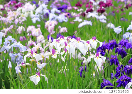 堀切菖蒲園：白色向日葵與彩色菖蒲 127351465