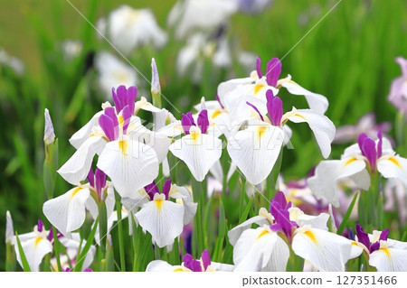 堀切菖蒲園：白色向日葵與彩色菖蒲 127351466