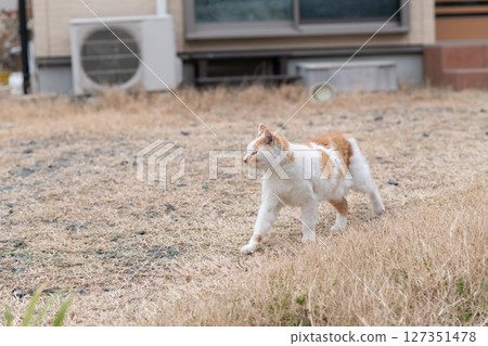 cat貓棕白貓 cat貓棕白貓 127351478