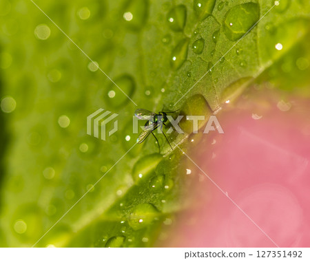 被雨水浸濕的繡球花葉子和一隻綠頭蒼蠅 被雨水浸濕的繡球花葉子和一隻綠頭蒼蠅 127351492