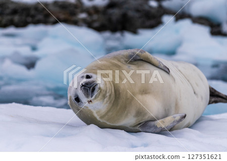 Crabeater Seal resting on a sheet of ice 127351621