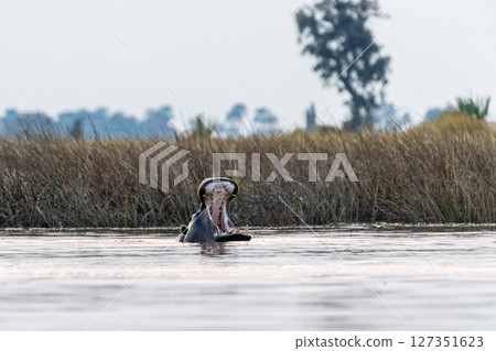 Hippos in the Okavango Delta Hippos in the Okavango Delta 127351623