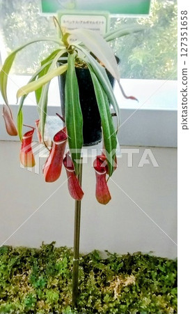 筑波植物園的白邊五稜蝽 127351658