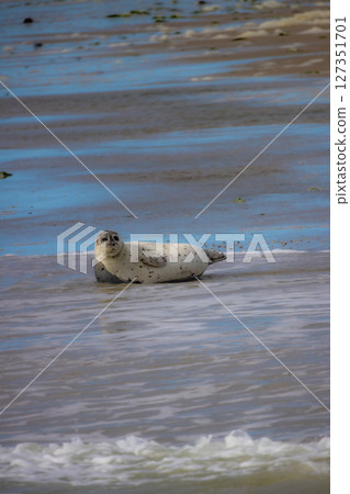 Eierland, De Cocksdorp, Texel, The Netherlands, Oktober 28th, 2024, A Seal Happily Enjoying a Very 127351701