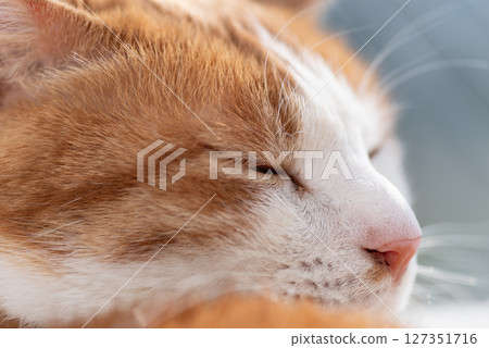 Cute cat with a sleepy expression, brown tabby and white Cute cat with a sleepy expression, brown tabby and white 127351716