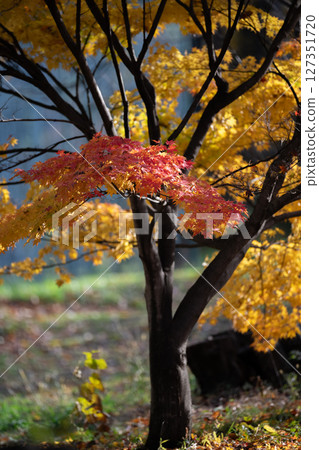 Maple that turns yellow Maple that turns yellow 127351720