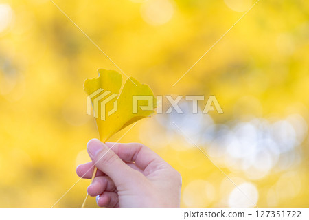 pick up colored leaves 127351722