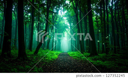 Fantastic light and fireflies shining into the deep forest 127352245