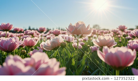 Blooming Pink Flowers in Sunny Spring Field at Sunrise 127352322