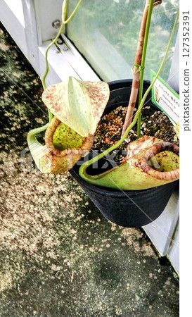 Nepenthes at Tsukuba Botanical Garden Nepenthes at Tsukuba Botanical Garden 127352391