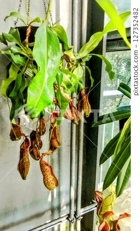 筑波植物園的食蟲植物 筑波植物園的食蟲植物 127352482