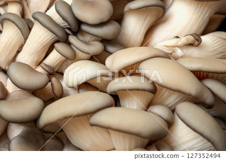 Fresh oyster mushrooms close-up showing natural texture and organic shapes. Soft beige caps and gills form rich, edible background. Concept of healthy food, foraging, vegan cooking, bio texture 127352494