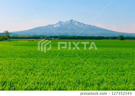 Wheat fields and Mount Shari in Hokkaido 127352543