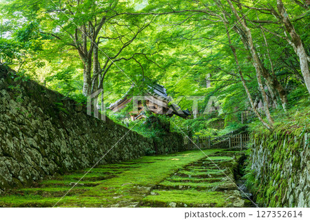 百濟寺山門的新綠 127352614