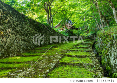 百濟寺參道上的新綠 127352615