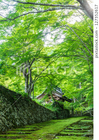 The main approach to Baekje Temple is enveloped in green maples The main approach to Baekje Temple is enveloped in green maples 127352617
