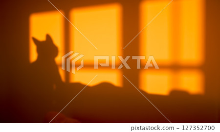 Silhouette of cat and window frame shadow on wall, cast by warm golden sunset light, creating a peaceful home atmosphere Silhouette of cat and window frame shadow on wall, cast by warm golden sunset light, creating a peaceful home atmosphere 127352700