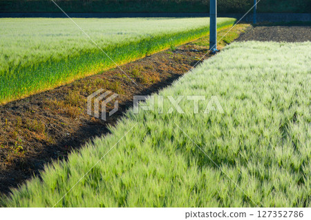 沾滿晨露的麥穗 [安曇野市] 127352786