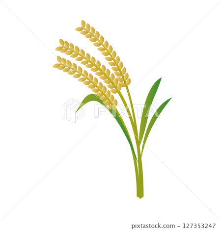 Illustration of rice 127353247