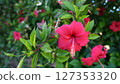 Hibiscus 127353320