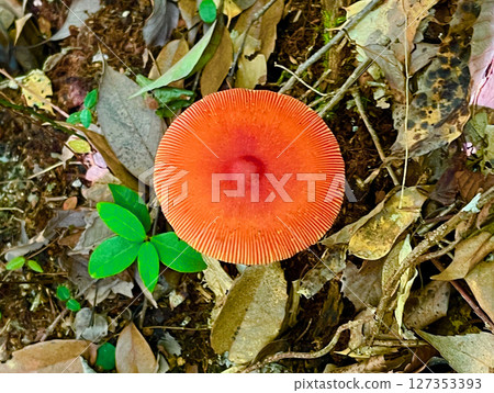 A photo of a mature egg mushroom with a bright red cap A photo of a mature egg mushroom with a bright red cap 127353393