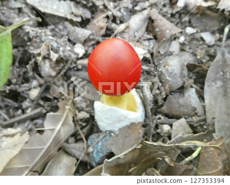 A photo of a bright red egg-shaped young egg fungus. 127353394
