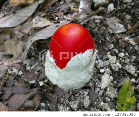 A photo of a bright red egg-shaped young egg fungus. A photo of a bright red egg-shaped young egg fungus. 127353396