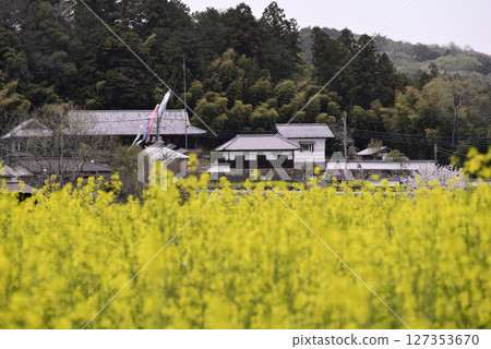Nanohana flower field and old private house 127353670
