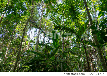 Lush tropical rainforest canopy in Tentena, Sulawesi, Indonesia 127353714