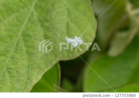 Large white-spotted grasshopper larva Large white-spotted grasshopper larva 127353860