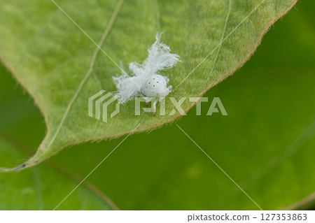 大型白斑蚱蜢幼蟲 大型白斑蚱蜢幼蟲 127353863