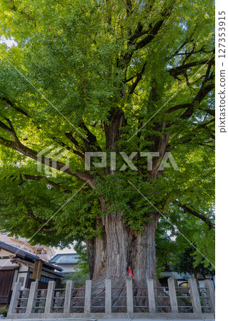 Massive 1200 year old ginkgo tree at Kokubunji Temple in Sowamachi Takayama Massive 1200 year old ginkgo tree at Kokubunji Temple in Sowamachi Takayama 127353915