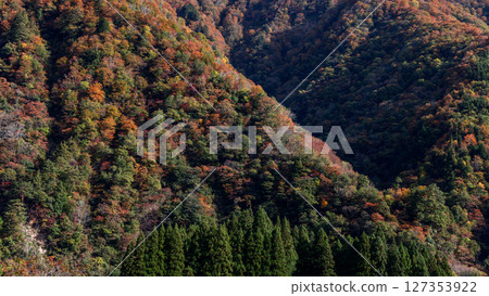 Bright multicolored forest canopy in Japanese mountains during autumn 127353922