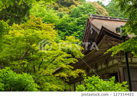 金剛輪寺本殿屋頂上的新綠 127354483