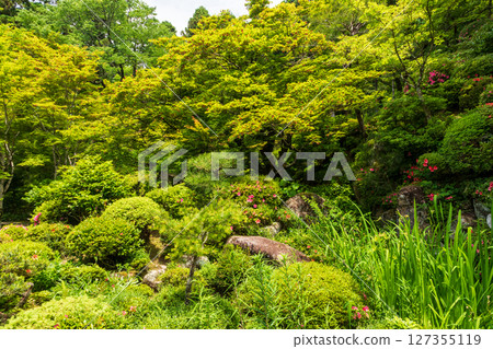 金剛輪寺新綠的庭園 金剛輪寺新綠的庭園 127355119