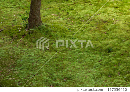 Vibrant moss at Saimyoji Temple 127356430