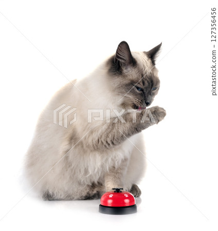 siberian cat and bell in studio siberian cat and bell in studio 127356456