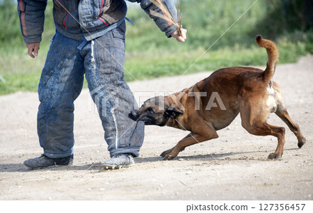 training of belgian shepherd 127356457